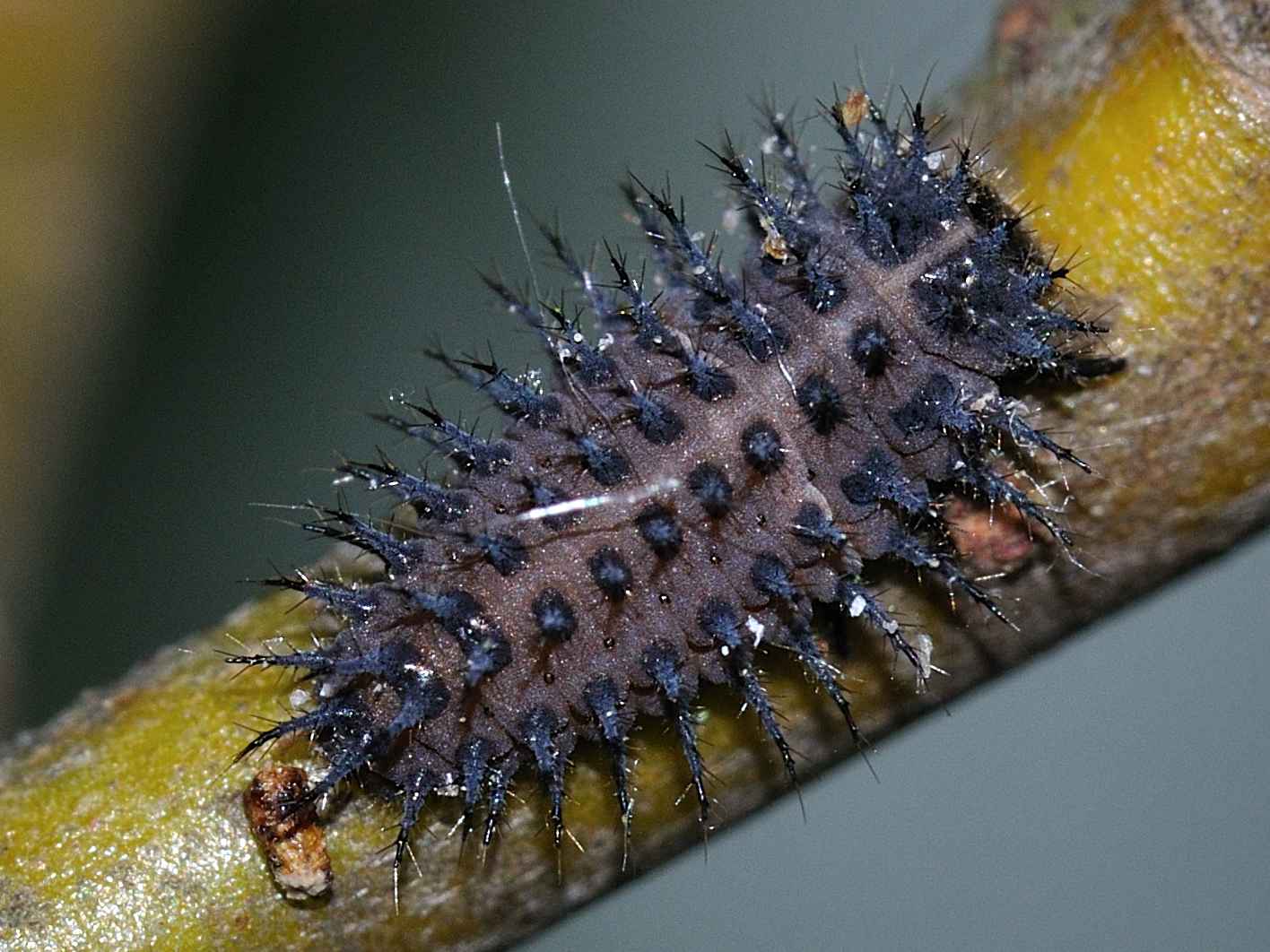 Larva di Harmonia axiridis o altro Coccinellidae?